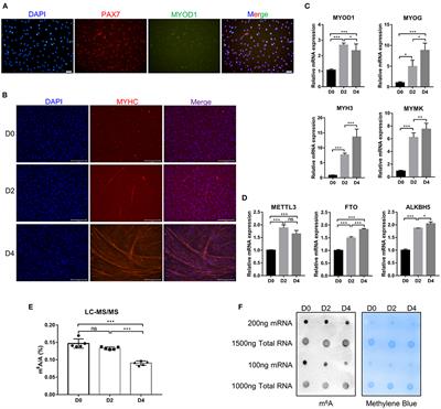 MEF2C Expression Is Regulated by the Post-transcriptional Activation of the METTL3-m6A-YTHDF1 Axis in Myoblast Differentiation